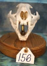 Complete Mountain Lion Skull on Panel Taxidermy