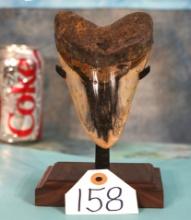 Beautiful Polished Megalodon Prehistoric Fossil Shark Tooth with Display Stand