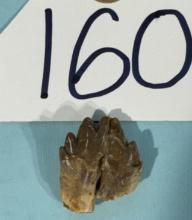 Very Cool Ankylosaur Dinosaur Authentic Tooth from the Hell Creek Formation