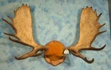 Canadian Moose Antlers on Wood Panel Taxidermy