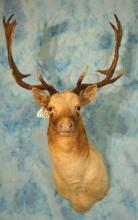 White European Fallow Deer Shoulder Taxidermy Mount