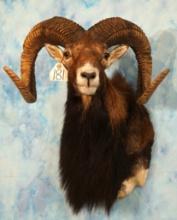Gold Medal European Mouflon Sheep Shoulder Taxidermy Mount