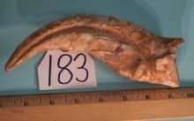 Authentic  & Awesome! Spinosaurus egypticus Dinosaur Fossil Hand Claw