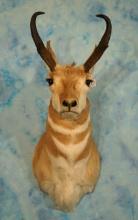 Pronghorn Antelope Shoulder Taxidermy Mount