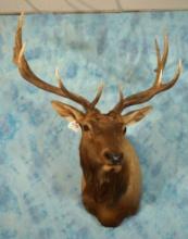 6 x 6 Rocky Mountain Elk Shoulder Taxidermy Mount