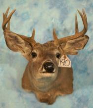 Arizona Coues Deer Shoulder Taxidermy Mount
