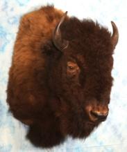 American Bison Shoulder Taxidermy Mount
