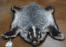 American Badger Padded and Felted Taxidermy Rug Mount