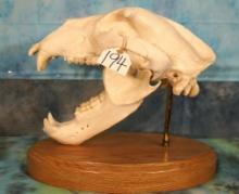 Large Alaskan Brown Bear Complete Skull Taxidermy