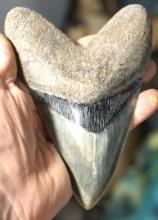 Monster 6 1/2" Megalodon Prehistoric Shark Authentic Fossil Tooth