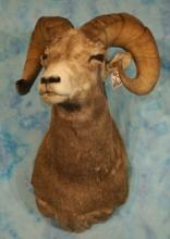 Rocky Mountain Bighorn Sheep Shoulder Taxidermy Mount