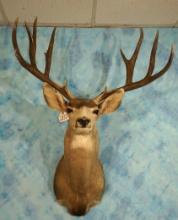 193 2/8" gross Large Desert Mule Deer Shoulder Taxidermy Mount