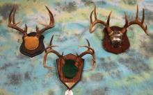 (3) Nice Whitetail Deer Racks Mounted on Plaques Taxidermy