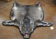 Javelina Padded and Double Felted Taxidermy Rug Mount