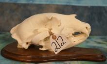 Black Bear Complete Skull on a Nice Walnut Panel Taxidermy