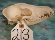 African Black Jackal Complete Skull Taxidermy