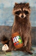 Brand New Raccoon Eating Peanut Butter Novelty Taxidermy Mount