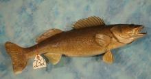 24 1/4" Real Skin Walleye Taxidermy Fish Mount