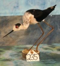 European Black-Winged Stilt Taxidermy Bird Mount