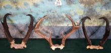Two Pair of Pronghorn Antelope Horns on Skull plate & One Set of W.T. Deer Antlers Taxidermy