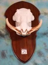 Complete African Warthog Skull on Panel Taxidermy