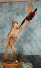 Beautiful Large Canadian Lynx Leaping for Ringneck Pheasant Full Body Taxidermy Mounts in Habitat