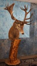 23pt. New Zealand Red Stag Shoulder Floor Pedestal Taxidermy Mount