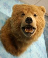 Alaskan Brown Bear Shoulder Taxidermy Mount