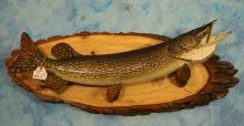 Beautiful 38 1/2" Real Skin Northern Pike Taxidermy Fish Mount