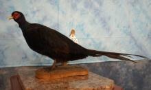 Cool! Black "Melanistic Phase" Pheasant Taxidermy Bird Mount