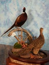 Pair of Ringneck Pheasants on a Natural Habitat Base Taxidermy Bird Mounts