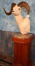 Alaskan Dall Sheep Shoulder Floor Pedestal Taxidermy Trophy Ram Mount