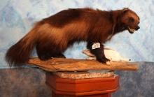 Beautiful Wolverine with Winter Ptarmigan Full Body Taxidermy Mounts