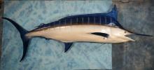 Awesome 534 Lbs. Blue Marlin Fiberglass Reproduction Taxidermy Fish Mount