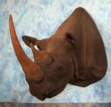**TEXAS RESIDENTS ONLY!** Real Skin Black Rhino with Reproduction Horns Shoulder Taxidermy Mount