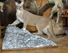Mountain Lion Full Body Taxidermy Mount