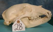 Very Nice Complete Black Bear Skull Taxidermy