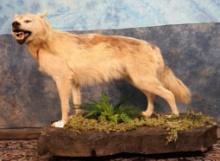 Beautiful Timber Wolf Full Body Taxidermy Mount