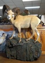 Desert Bighorn Sheep Full Body Taxidermy Ram Mount
