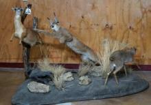 Three Full Body African Animals in Natural Habitat Taxidermy Diorama