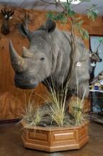 WOW! Real Skin and Real Horns Southern White Rhino Shoulder Taxidermy Mount **TEXAS RESIDENTS ONLY!