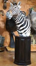 Beautiful Zebra Shoulder Floor Pedestal Taxidermy Mount