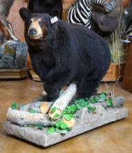 Black Bear Full Body Taxidermy Mount in Habitat