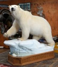 Museum Quality Pre Marine Mammal Act Legal and Super Awesome Record Class Polar Bear Full Body Mount