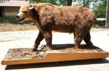 Alaskan Brown Bear Full Body Taxidermy Mount