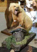 Alaskan Grizzly Bear with Salmon Full Body Taxidermy Mount