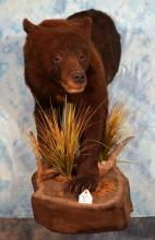 Cool! Half Body Cinnamon Colored Black Bear Taxidermy Mount