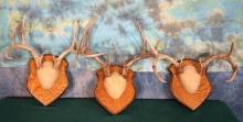 Three Nice Sets of Whitetail Deer Antlers on Panels Taxidermy
