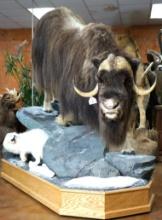 Outstanding Quality Muskox with Arctic Fox on Natural Habitat Base Full Body Taxidermy Mount