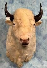 Cool! White American Bison Shoulder Taxidermy Mount